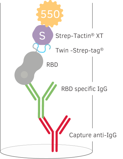 Detection with antigen-specific IgG fluorospot Detection of Memory B cells specific for SARS-CoV-2 with reversed antigen specific IgG FluoroSpot