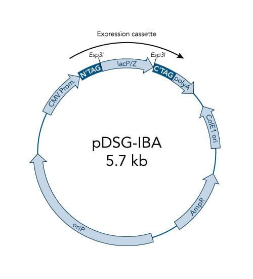 pDSG-IBA102 vector pDSG-IBA102 vector