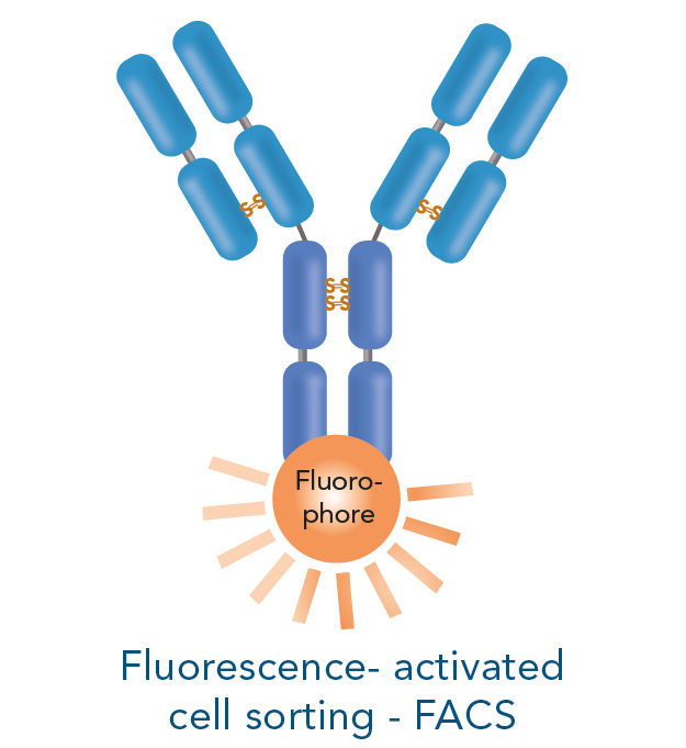 fluorescence-activated cell sorting 