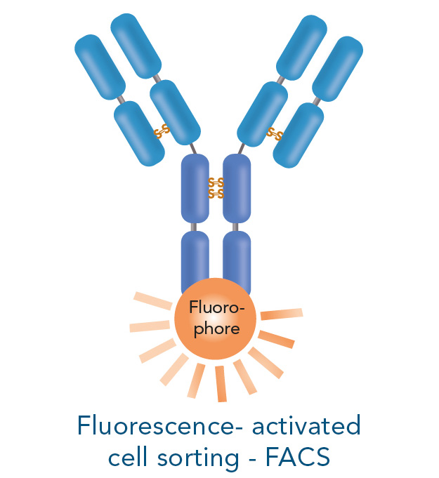fluorescence-activated cell sorting fluorescence-activated cell sorting