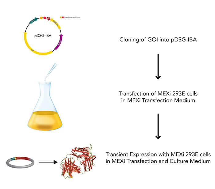 Step-by-step efficiency of cloning, small-scale protein expression and