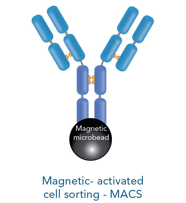 magnetic-activated cell sorting magnetic-activated cell sorting