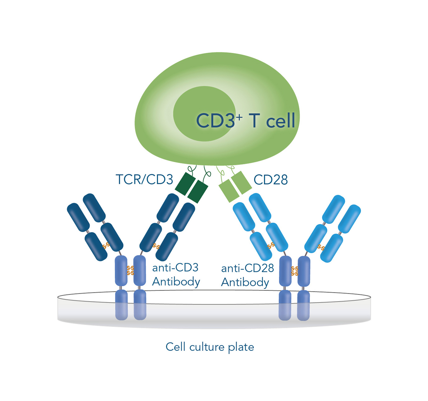 methods for T cell stimulation & expansion plate-based