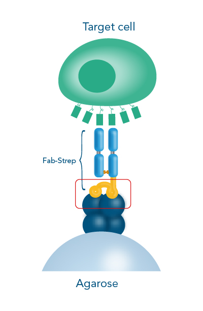 Cell isolation with Strep-tag® technology