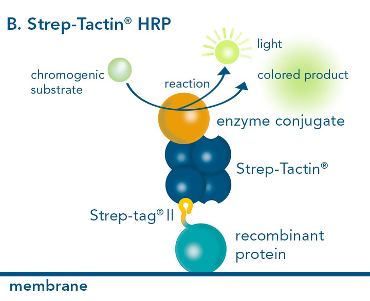 Western blot using Strep-Tactin® conjugated HRP Horse-radish peroxidase conjugated to Strep-Tactin®