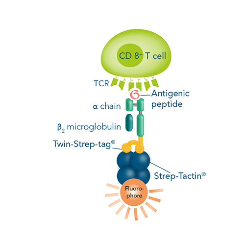 Target cell staining using Strep-Tactin® with fluorescent label and MHC I-Strep