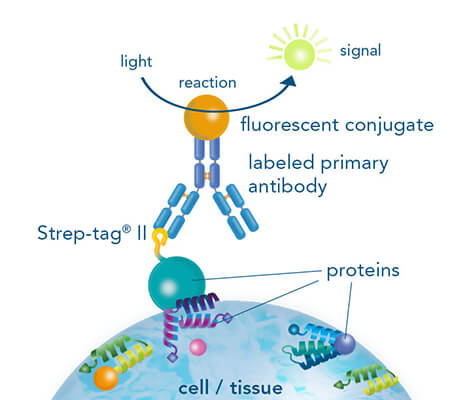 Immunohistochemistry/-cytochemistry using fluorescently labeled StrepMAB antibody
