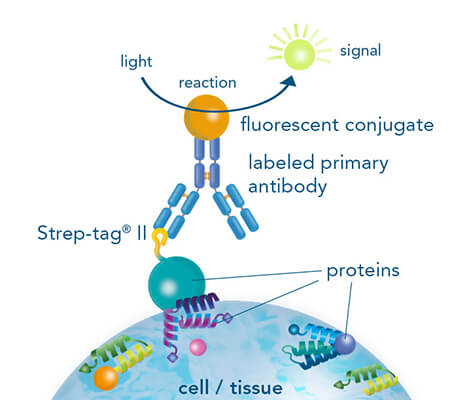 Immunohistochemistry/-cytochemistry using fluorescently labeled StrepMAB antibody Immunohistochemistry/-cytochemistry using fluorescently labeled StrepMAB antibody