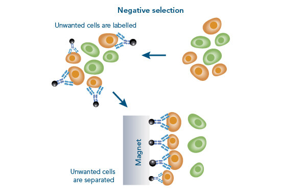 Principle of negative cell isolation