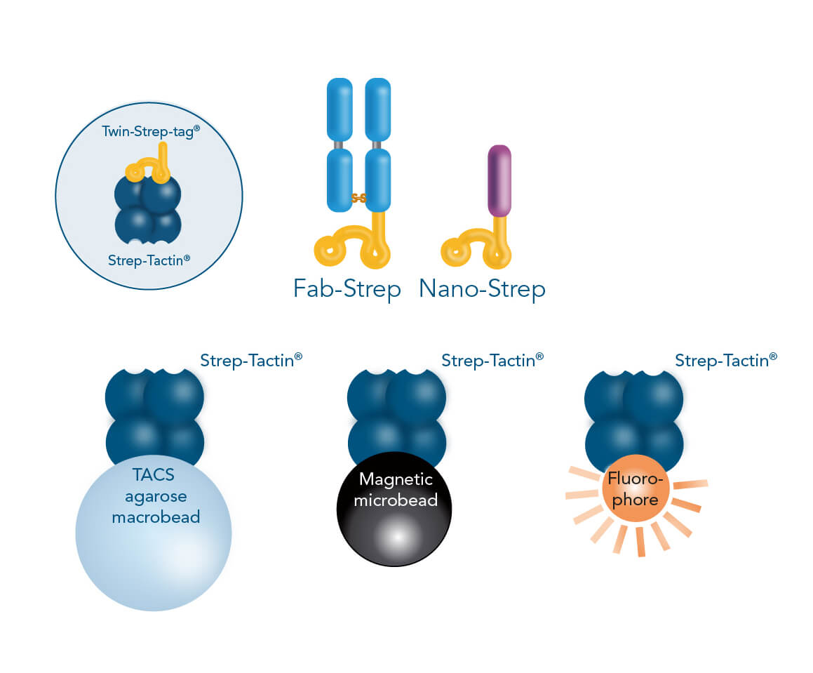 Fab-TACS®/Nano-TACS® cell isolation methods Fab-TACS®/Nano-TACS® cell isolation methods