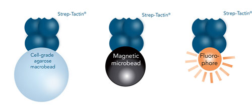 Strep-tag cell isolation approaches with agarose, magnetic beads and fluorophore