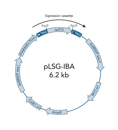 pLSG-IBA3 vector