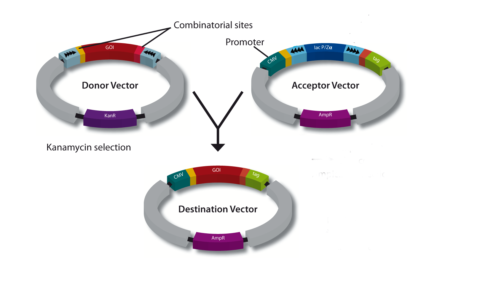  the GOI is transferred from the Donor Vector into an Expression vector