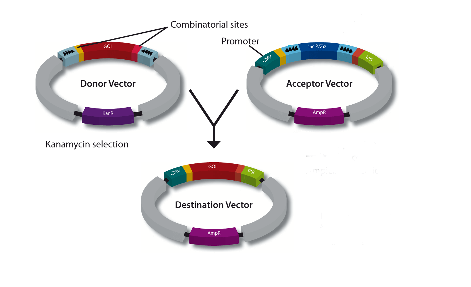 Transfer Cloning (Destination Vector Generation)  the GOI is transferred from the Donor Vector into an Expression vector
