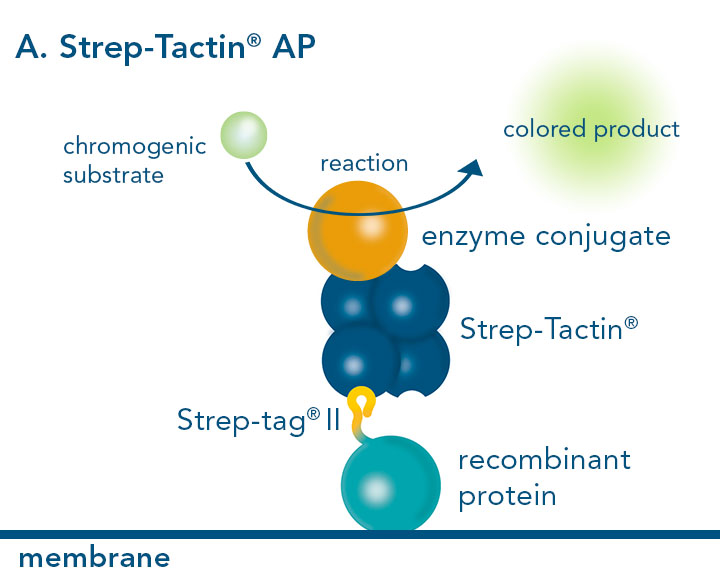 Western blot using Strep-Tactin® conjugated AP Alkaline phosphatase conjugated to Strep-Tactin®