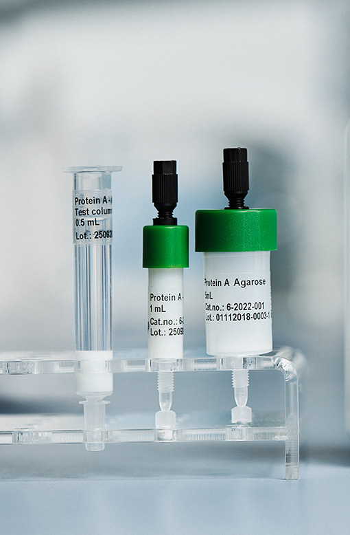 Protein A antibody purification Protein A antibody purification