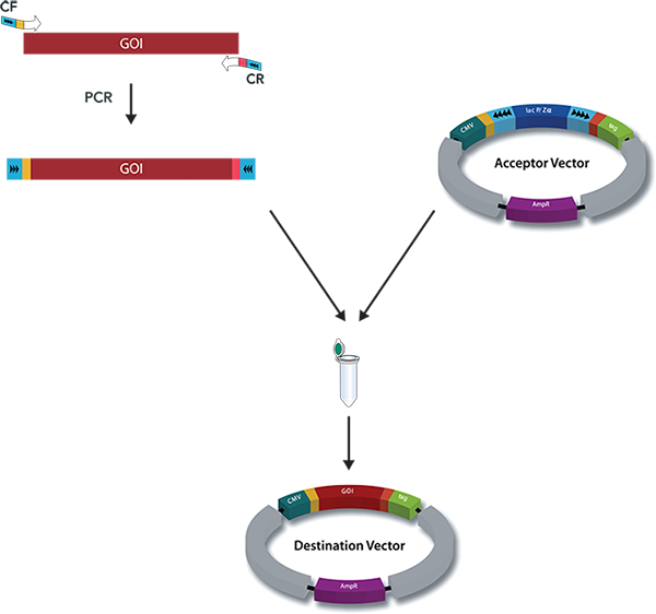 Direct Transfer Cloning gene of interest can be directly inserted into the appropriate expression vector