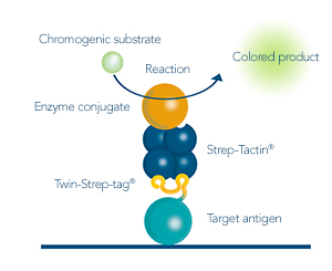 Antigen analysis by ELISA or western blot for antibody development