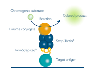Antigen detection with western blot  Antigen analysis by ELISA or western blot for antibody development