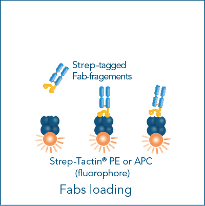 Cell staining Fab loading step Fluorescent cell staining with Fab-fragements