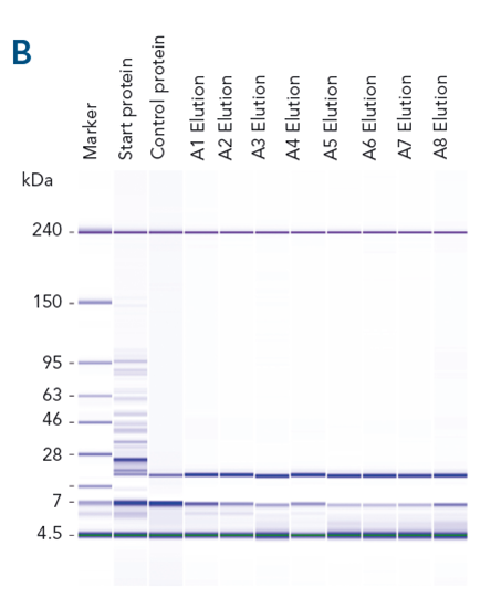 High purity using MagStrep Strep-TactinXT beads in automed protein purification devices High purity in automated protein purification devices with magentic beads