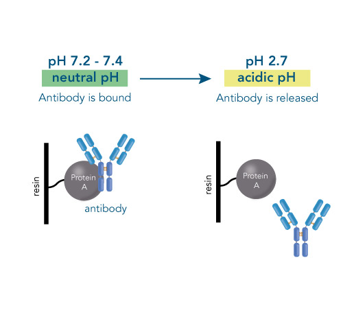 Antibody binding and release