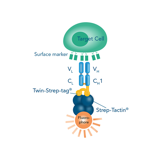 Target cell staining using Strep-Tactin® with fluorescent label and Fab-Strep