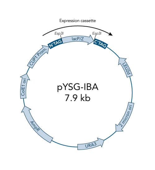 pYSG-IBA64 vector