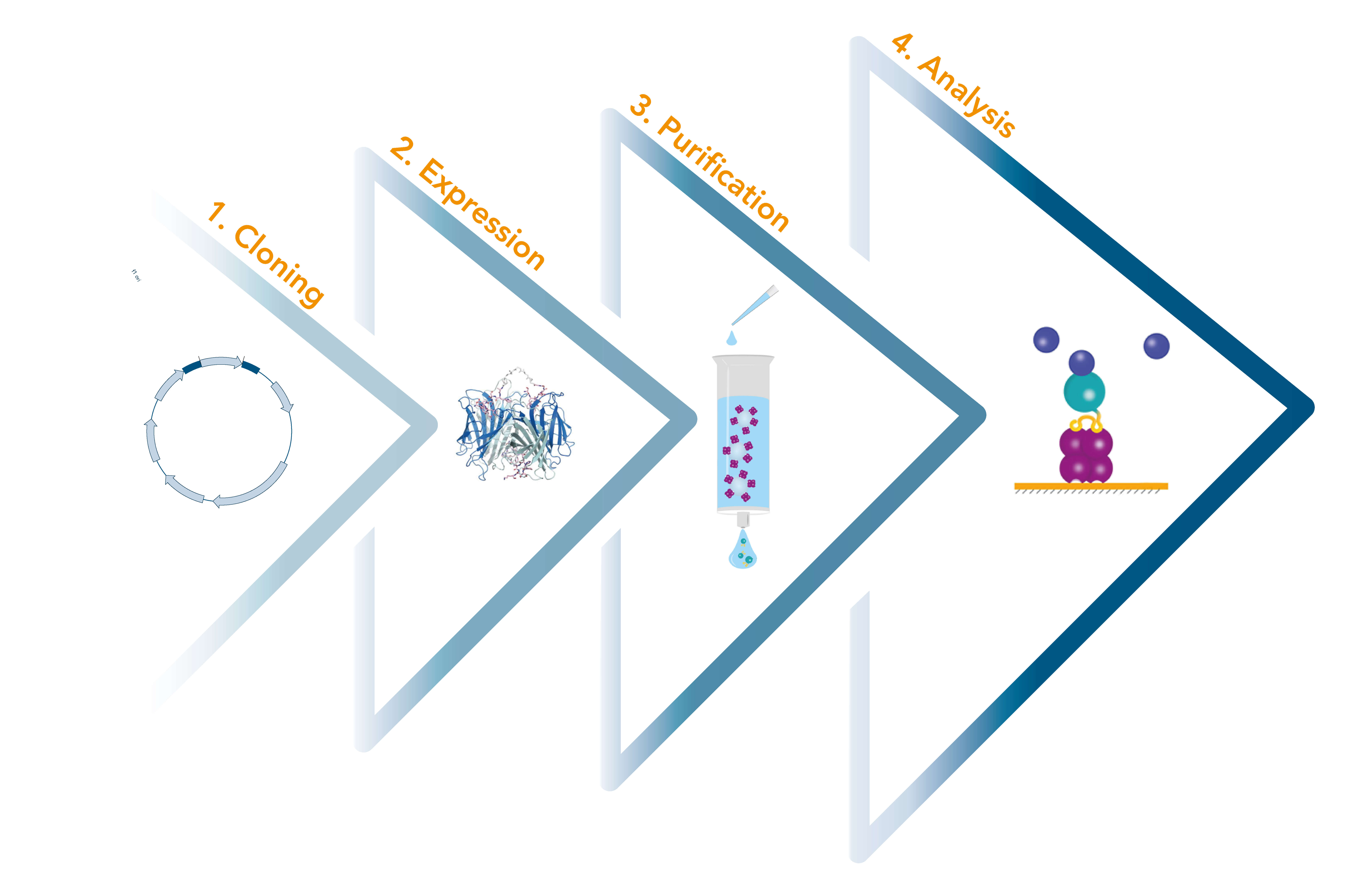 Recombinant protein production worfkflow The Strep-tag® technology represents a universal toolbox that provides solutions for the entire recombinant protein production chain