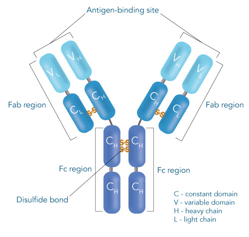 Antibody structure