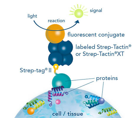 Immunohistochemistry/-cytochemistry using fluorescently labeled Strep-Tactin® Immunohistochemistry/-cytochemistry using fluorescently labeled Strep-Tactin®