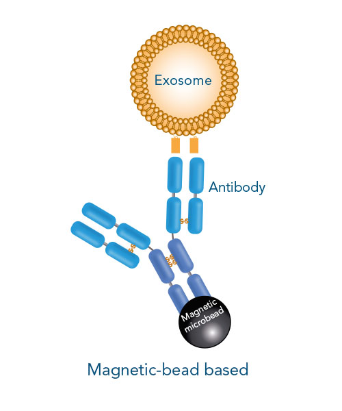 Surface-marker specific exosome isolation methods Magnetic-bead based exosome isolation