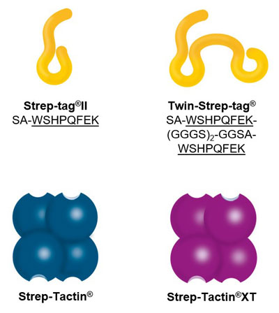 Components of the Strep-tag® technology