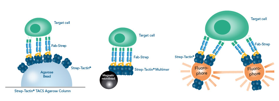 Multimerization increases the avidity A multimerization of Fab-Streps is required to increase the avidity sufficiently to immobilize target cells