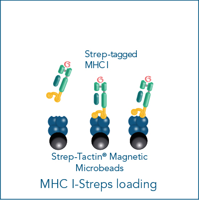 Loading of MHC I-Streps for antigen-specific cell isolation Loading of MHC I-Streps for antigen-specific cell isolation