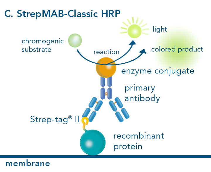 Western blot using StrepMAB-Classic conjugated HRP Horse-radish peroxidase conjugated to StrepMAB-Classic