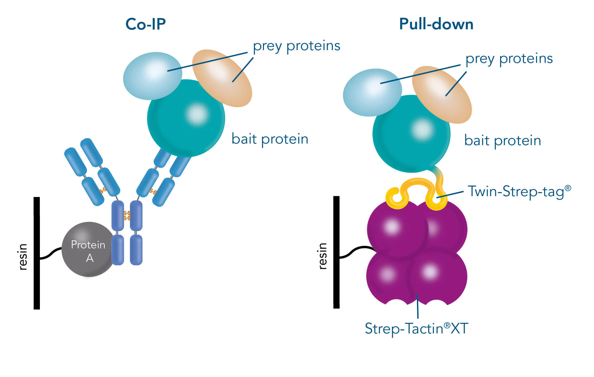 Co-IP; Immunoprecipitation; Pull-down; Strep-Tactin; Strep-TactinXT
