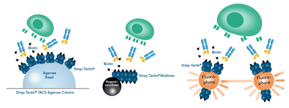 Reversible reagents for label-free cells All Fab-TACS®/Nano-TACS® cell isolation methods use reversible reagents to generate label-free cells