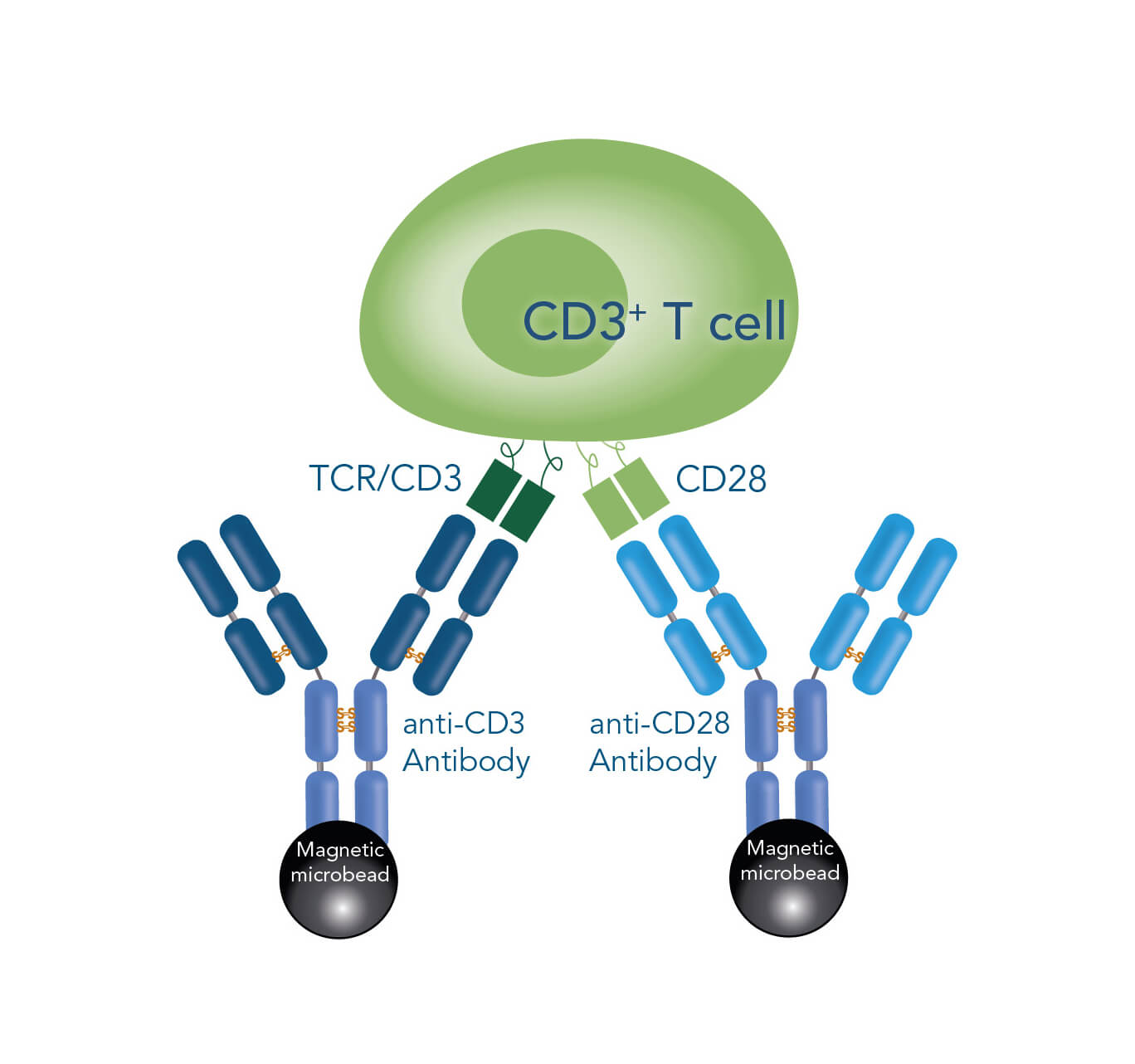 methods for T cell stimulation & expansion bead-based