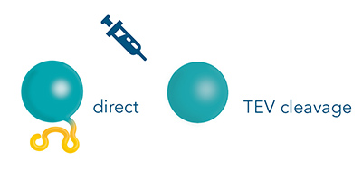 Antigen processing for immunization  Strep-tag® cleavage from the antigen is possible prior to immunization