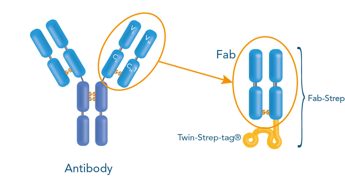 Fab-Streps Fab-Streps are derived from conventional antibodies