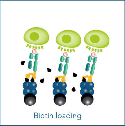 Biotin loading for antigen-specific cell isolation