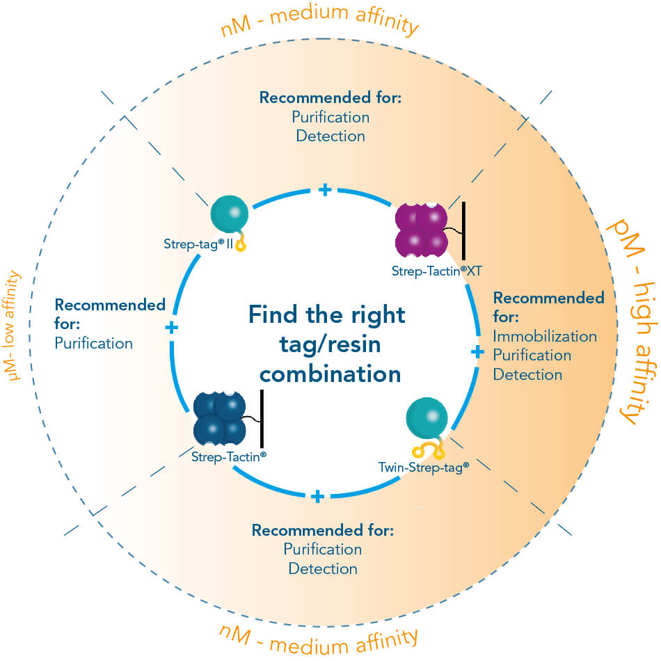 Find the right tag/resin combination Highest affinity tag for protein purification