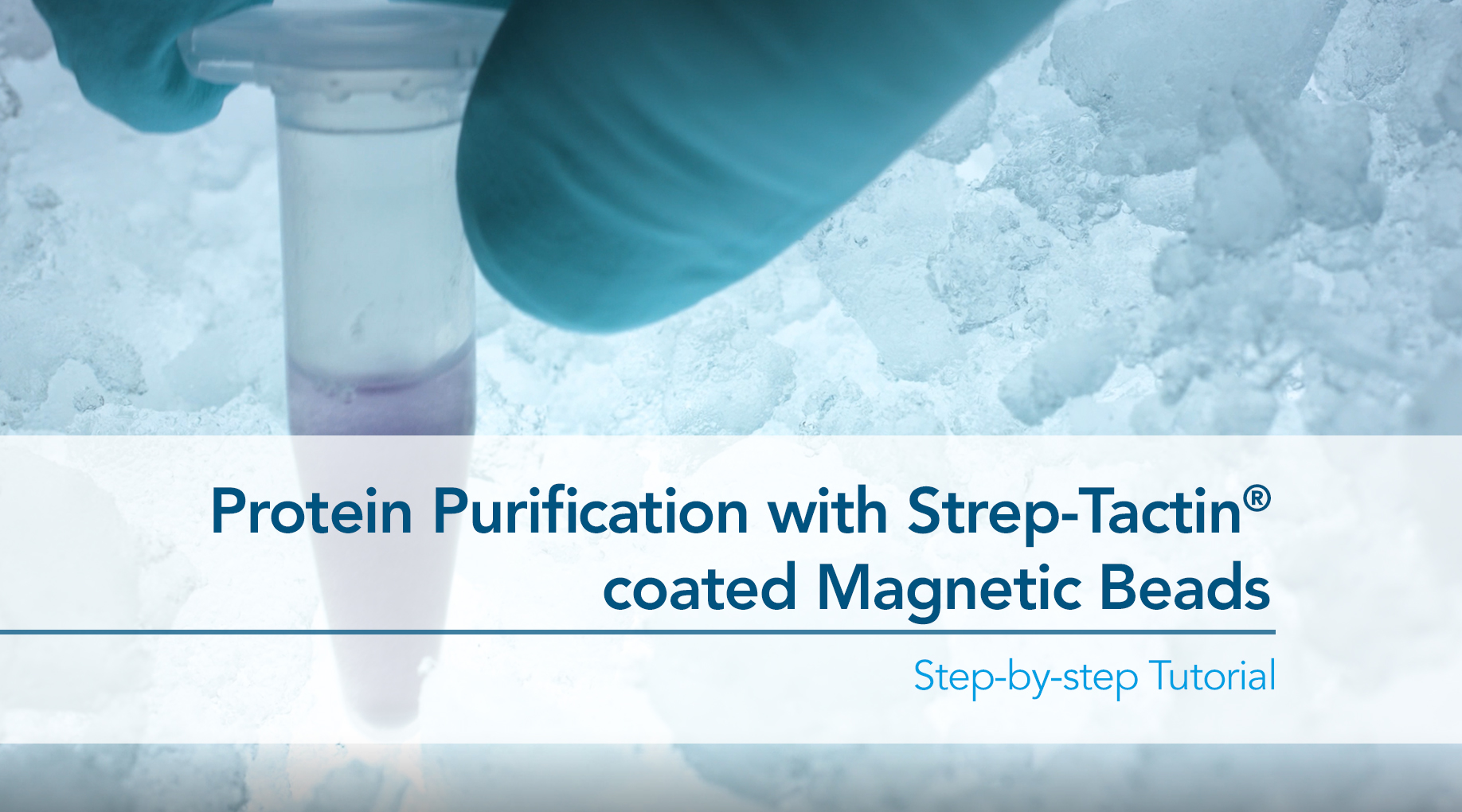 Thumbnail for protein purification with magnetic beads how-to video