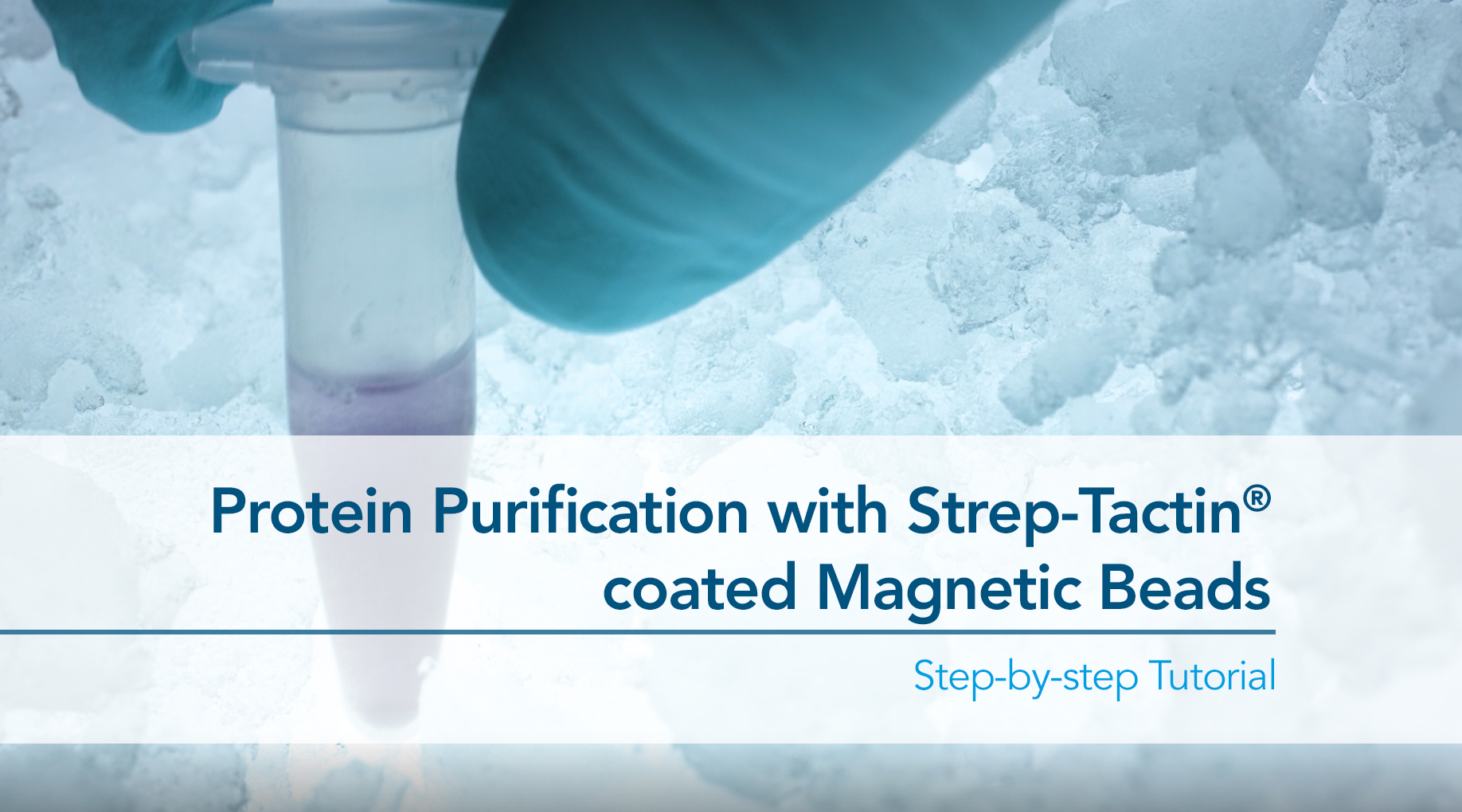 Thumbnail for protein purification with magnetic beads how-to video Thumbnail for protein purification with magnetic beads how-to video