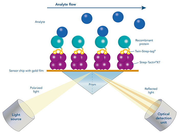 Surface plasmon resonance (SPR) with Strep-Tactin®XT coated sensor chips Surface plasmon resonance (SPR) with Strep-Tactin®XT coated sensor chips