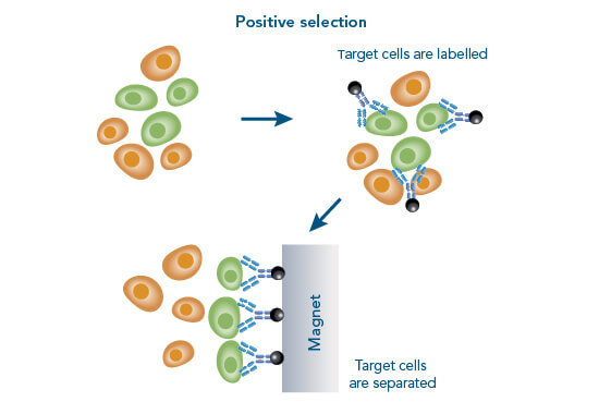 Principle of positive cell isolation