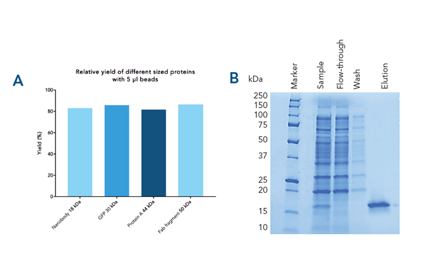 Specific capture, high yield and purity of target with magentic beads purification Magnetic beads protein purification with high purity and yield