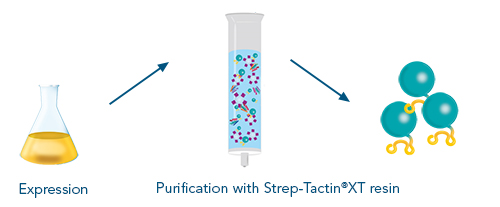 Antigen expression and purification using the Strep-tag® technology for antibody development