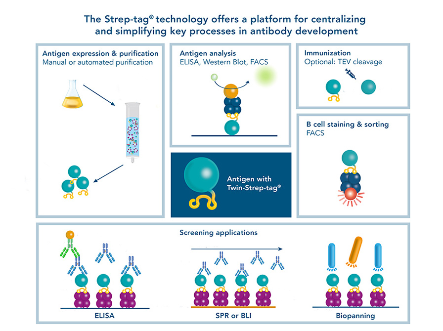 The Strep-tag® technology is suitable for key processes in antibody development